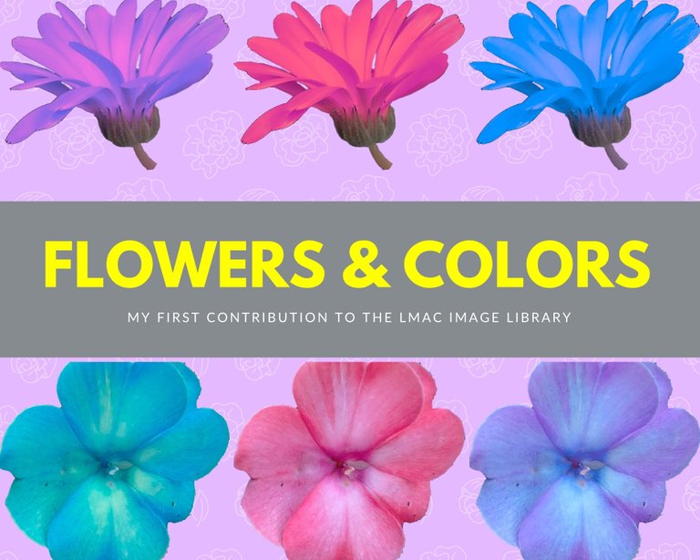 Flowers & Colors.jpg