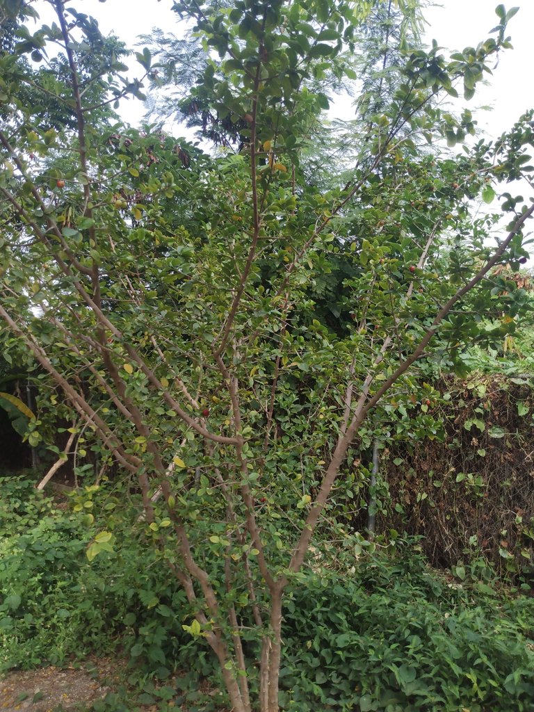 IMG_20240509_161330716.jpg