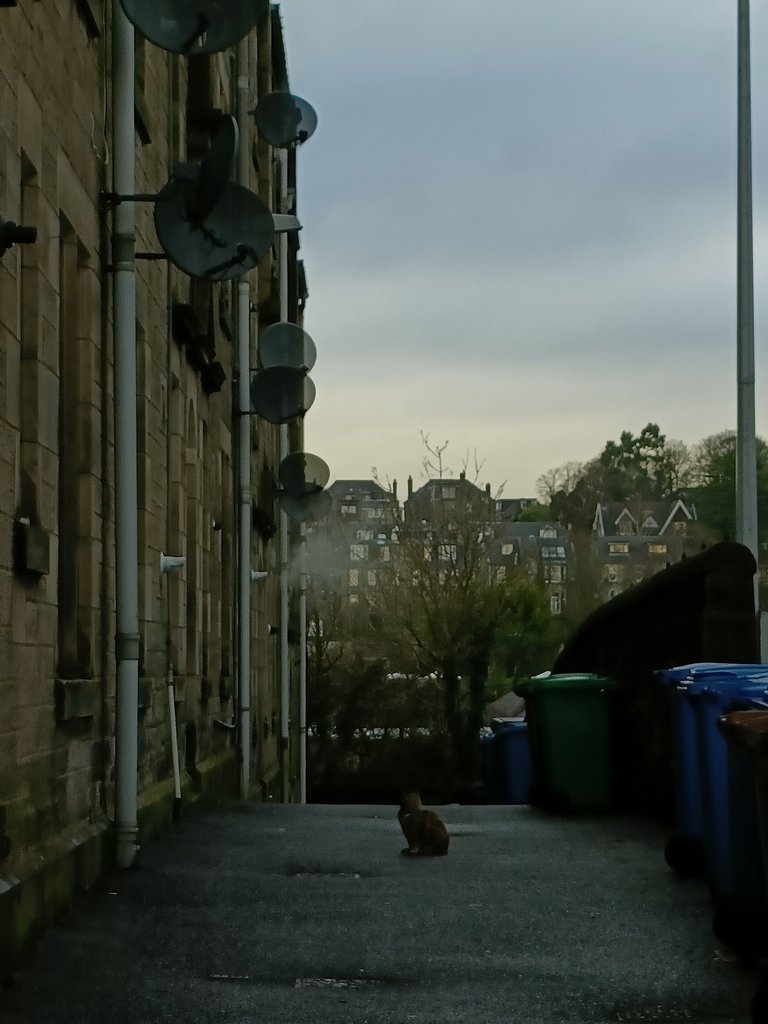 Koci władca ulicy