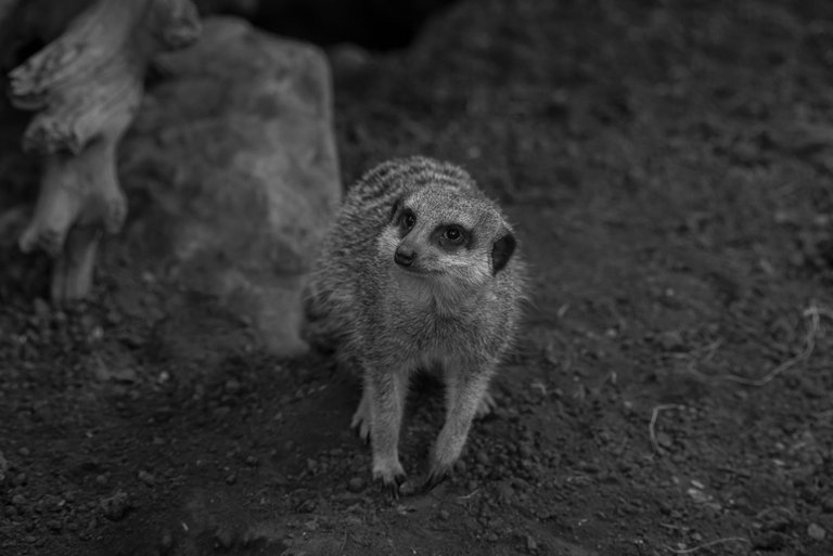 DSC_2958.jpg