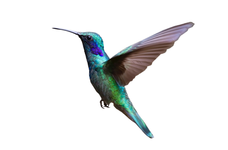 purepng.com-colorful-hummingbird-flyingbirdflyinghummingbirdhummingflying-hummingbirdflying-bird-301519894405b7bka.png