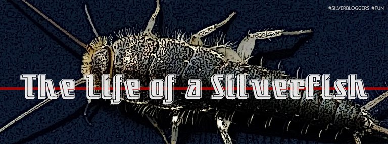 silverfish_.jpg