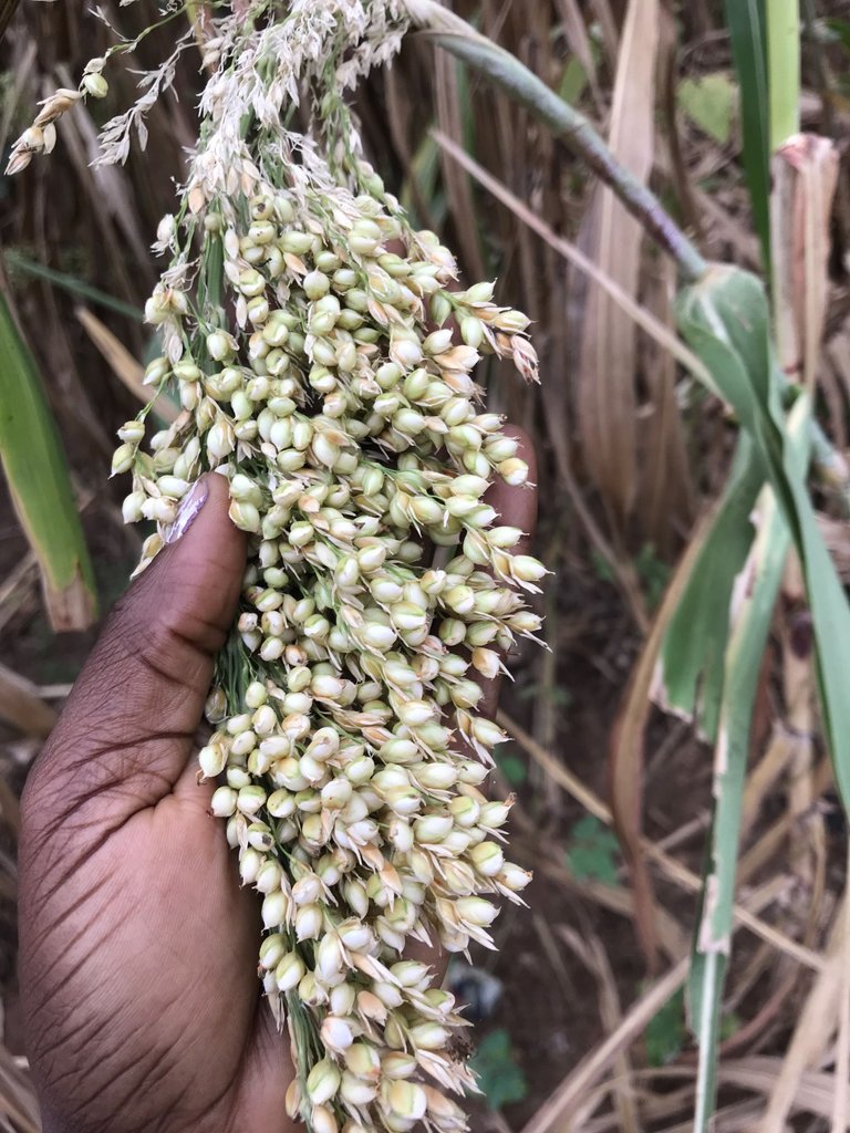 Maturing Guinea seeds 