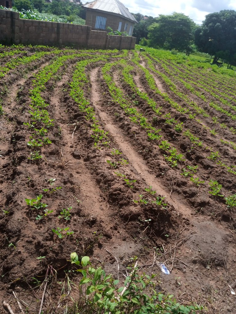 How we practice Commercial Farming and production of Groundnuts 