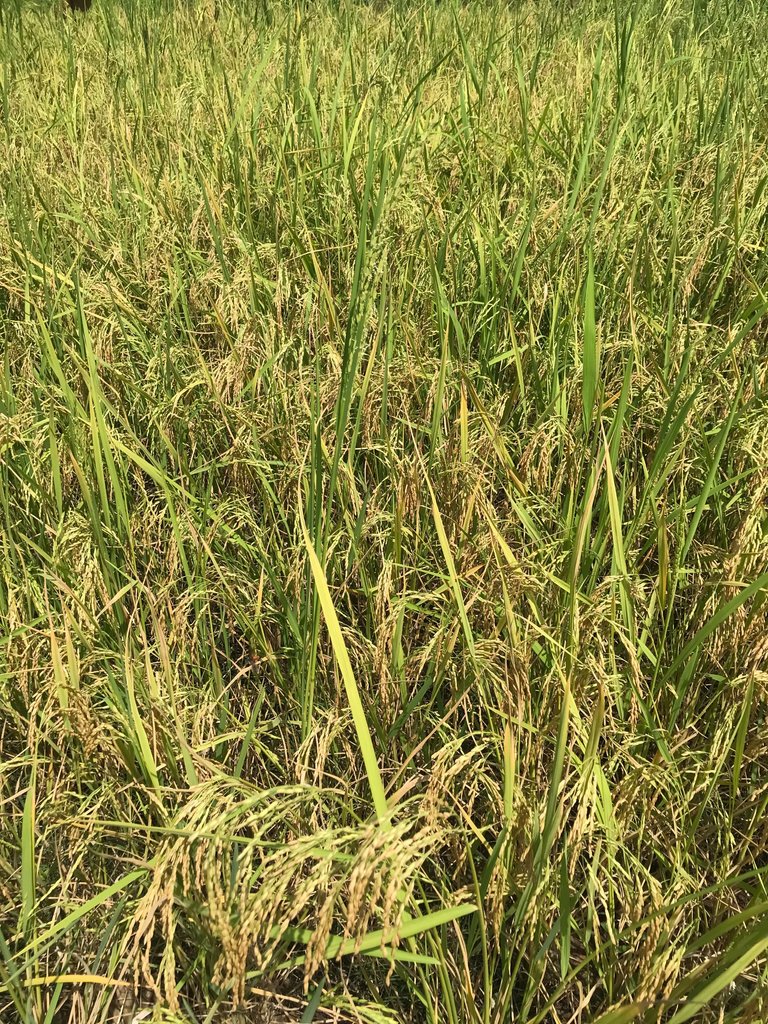 IMG_4039.jpeg