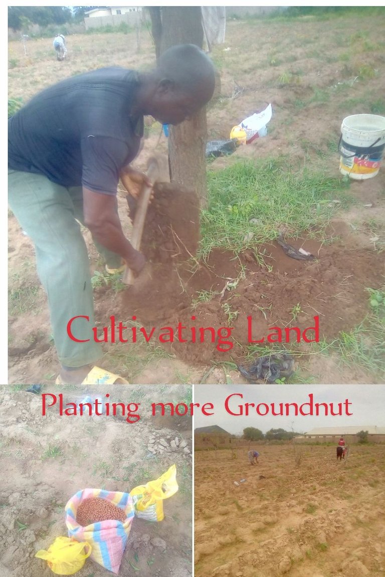 Planting our last and largest batch of Groundnuts. 