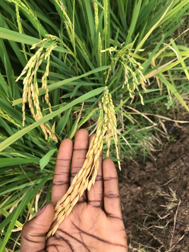 Advantage and Disadvantages of planting rice early 