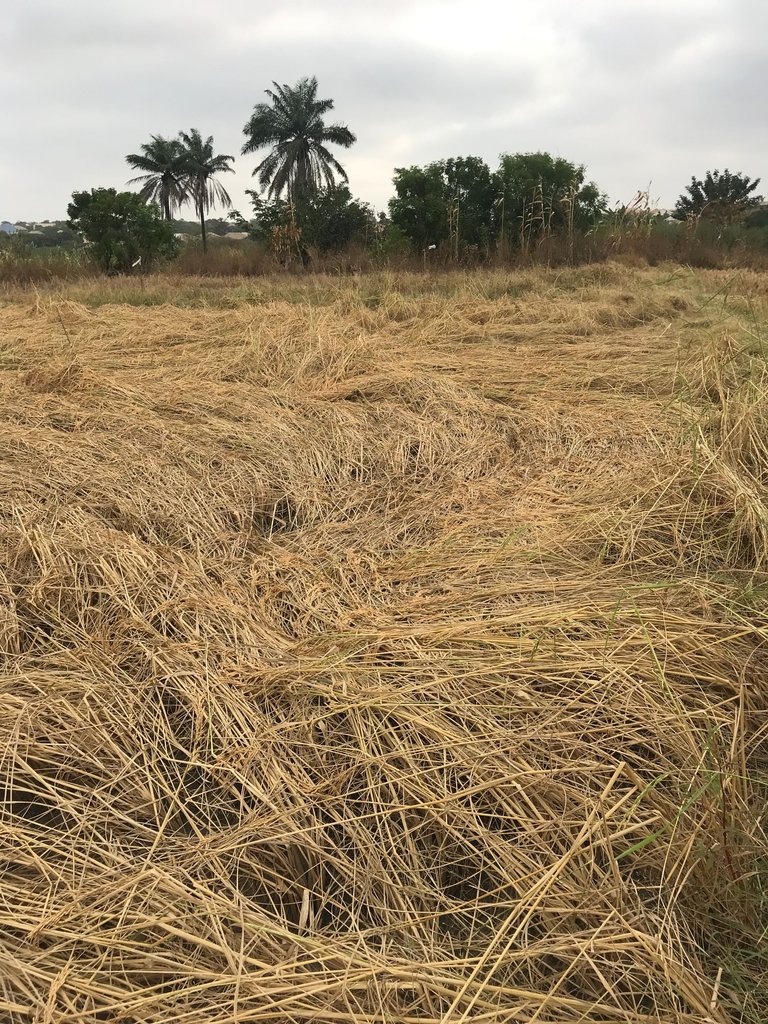 An Unexpected and challenge came up , A threat and potential damage of our Harvesting of Rice Grains 