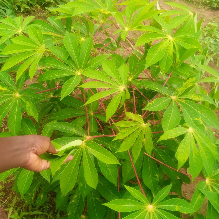 Stages in the growth and   propagation of cassava 