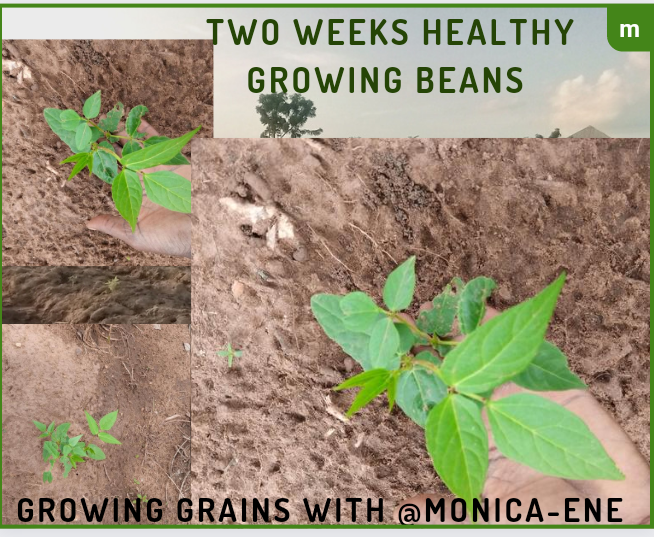 Our beans plantation.  Showing two weeks healthy growing beans 