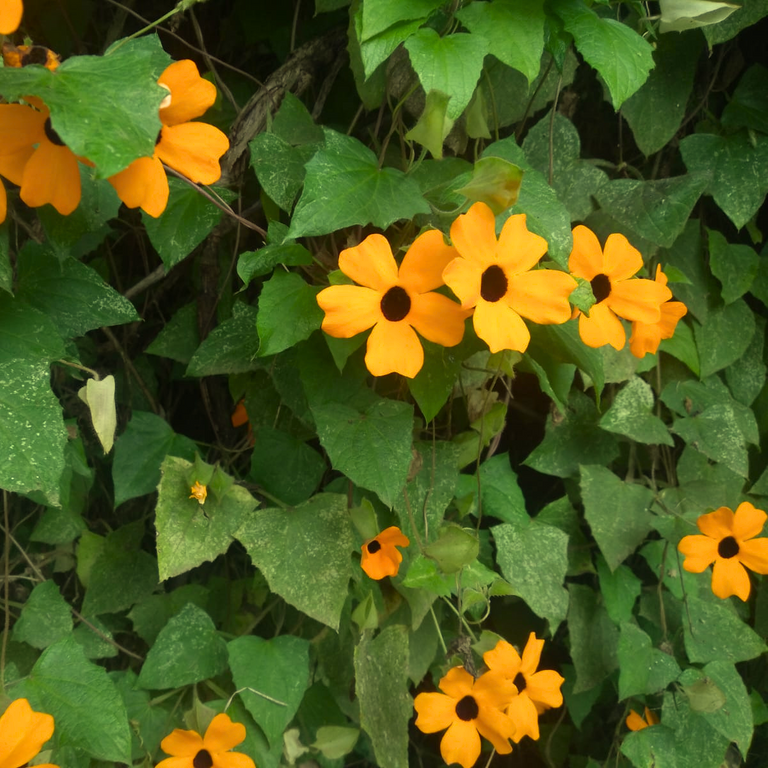 flores naranjadas 1 - Editado (1).png