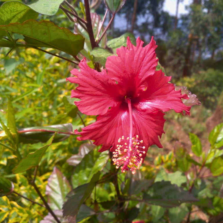 flor roja en el sol - Editado.png