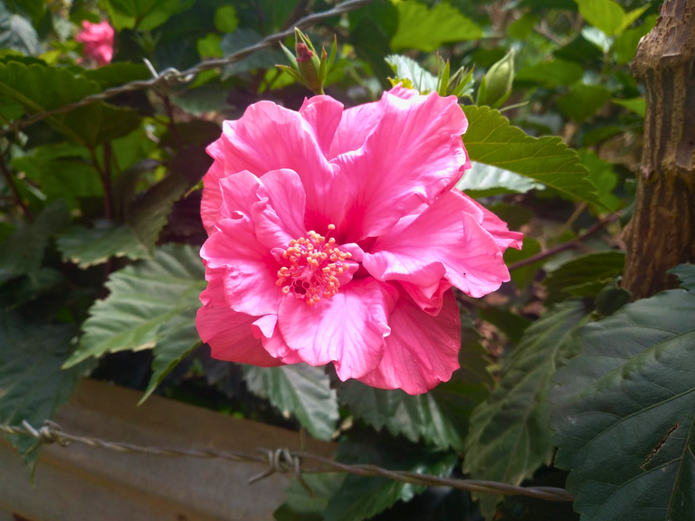 flor rosada - Editado.png