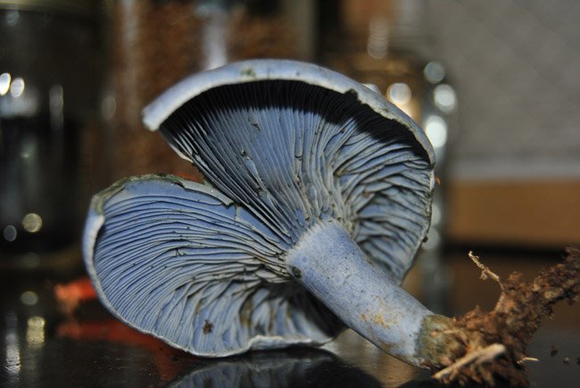 lactarius-indigo.jpg