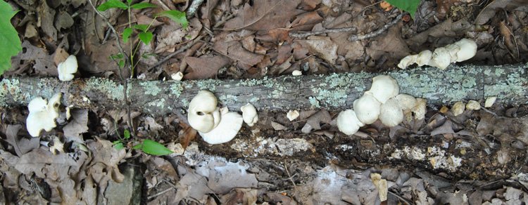 pleurotus-ostreatus-log.jpg