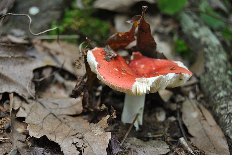 russula-sp-side.jpg