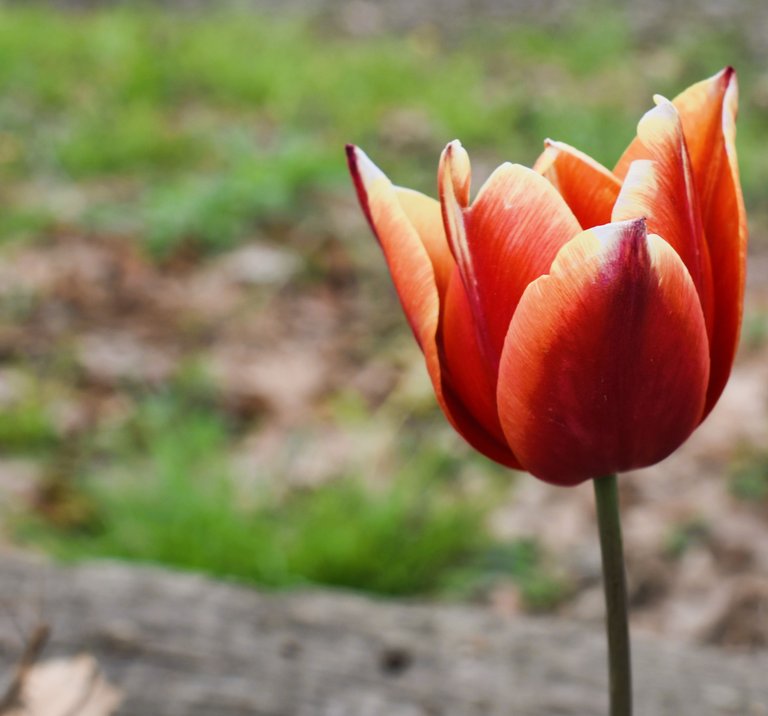 tulip.JPG