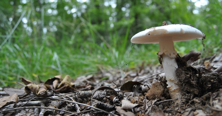 amanita-bisporigera.jpg