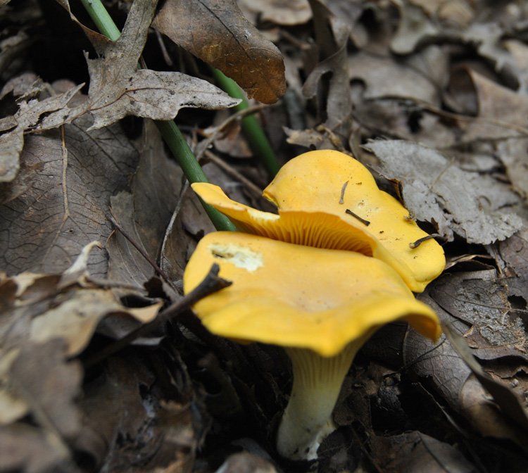 false-chanterelle-top.jpg