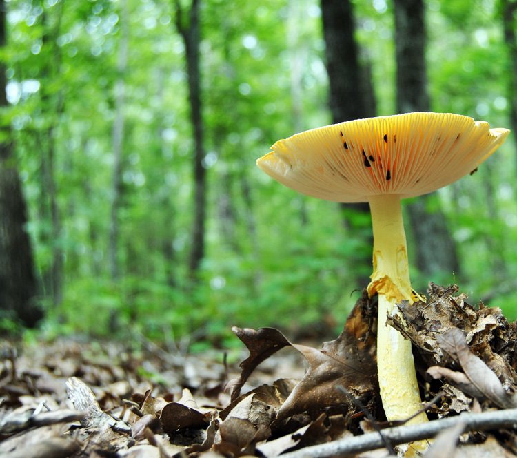 amanita-jacksonii-gills.jpg