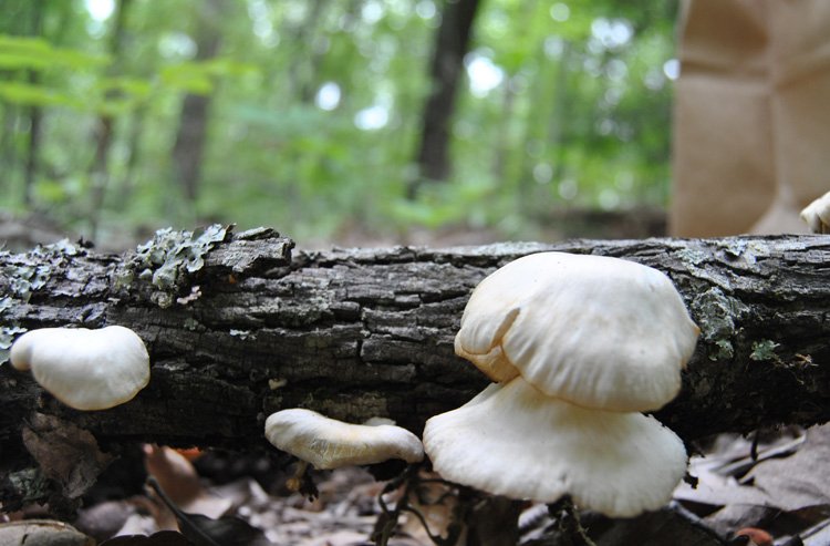 pleurotus-ostreatus-close.jpg