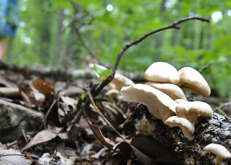 pleurotus-ostreatus-under.jpg