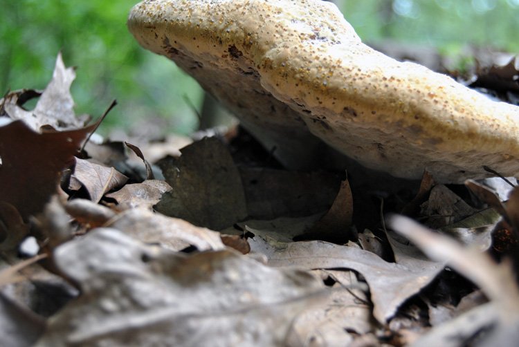 ganoderma-tsuage-fruit-bottom.jpg