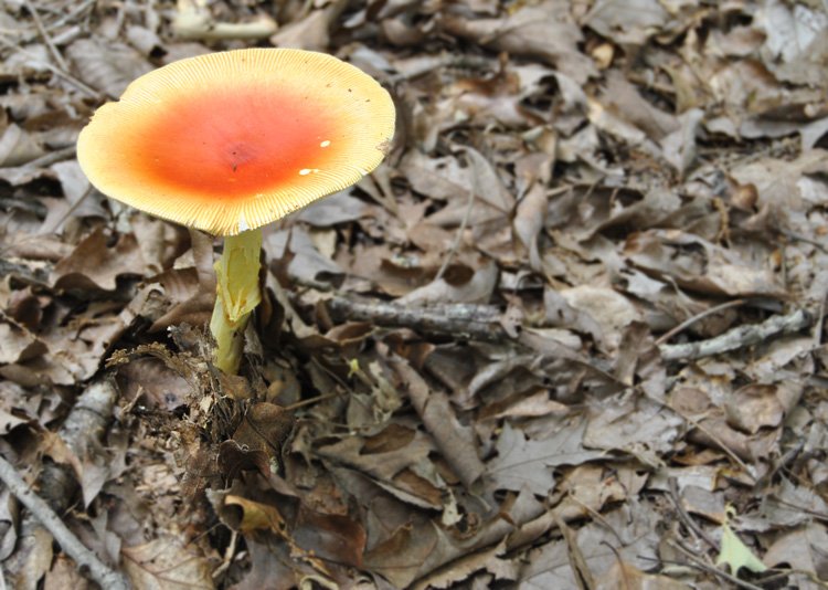 amanita-jacksonii-top.jpg