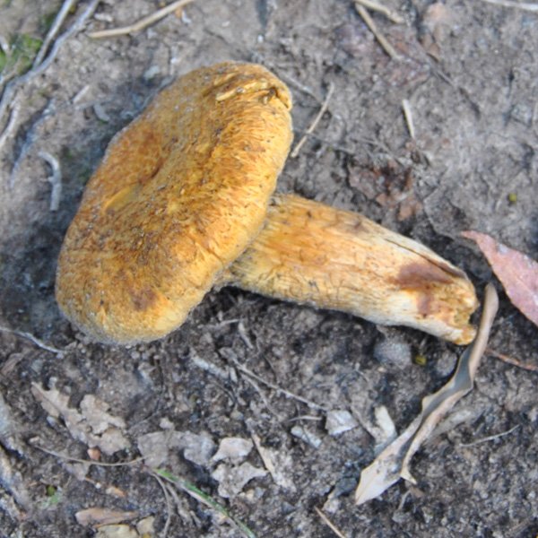 Boletus ornatipes.jpg