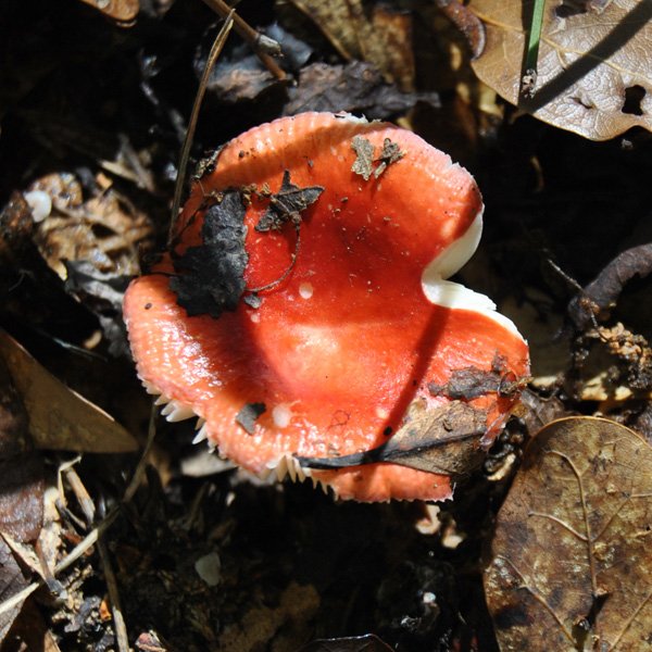 Russula sp.jpg