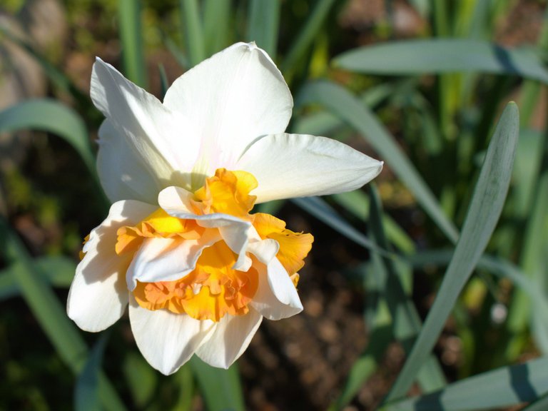 two tone daffodil.jpg