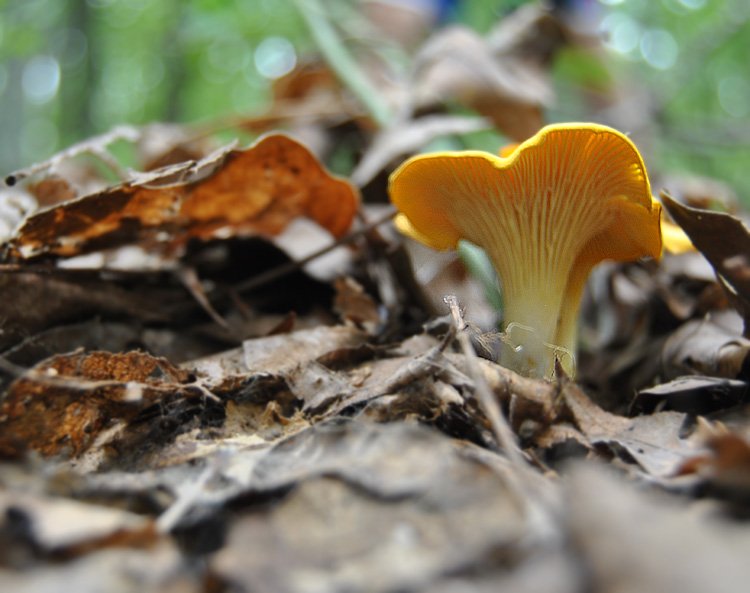 false-chanterelle.jpg