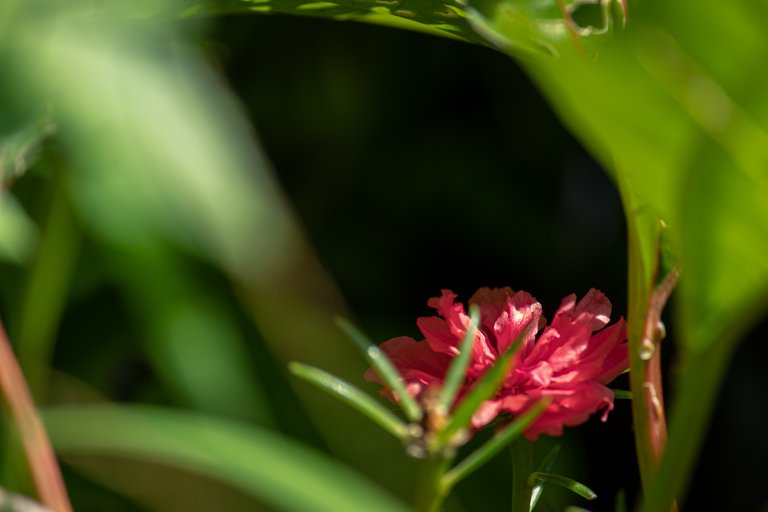 55250_patio_flor_rosa2.JPG