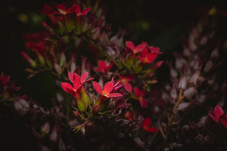 kalanchoe.JPG