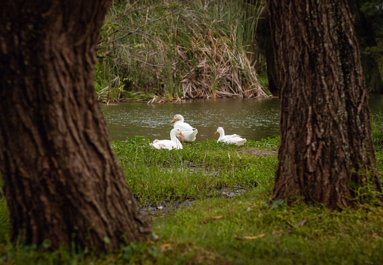 Patos.jpg