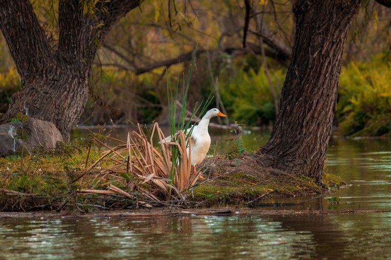 Pato en el lago.JPG