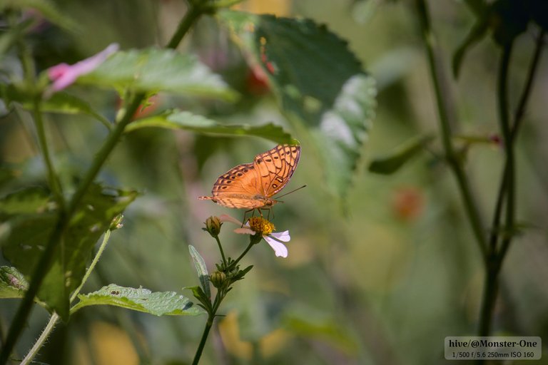 mariposas_0006.jpg