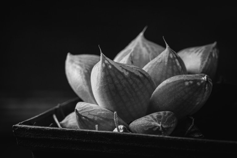 Haworthia cymbiformis.JPG