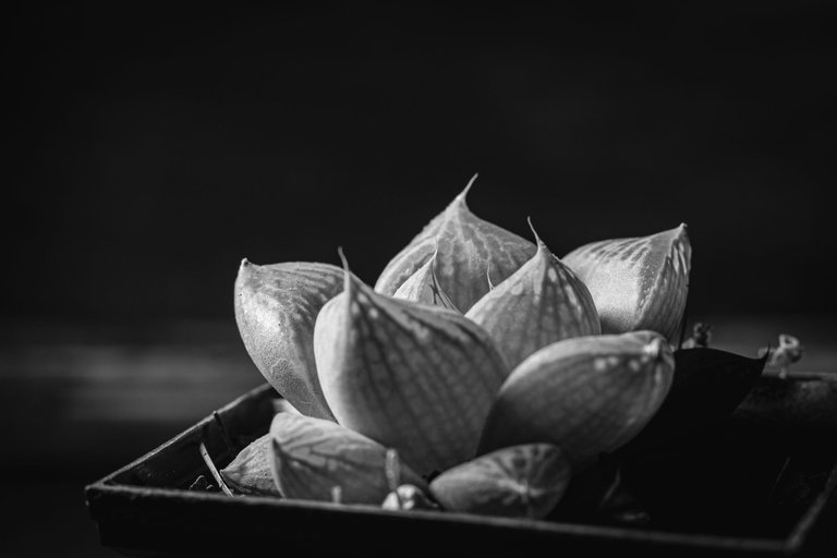 Haworthia cymbiformis-2.JPG