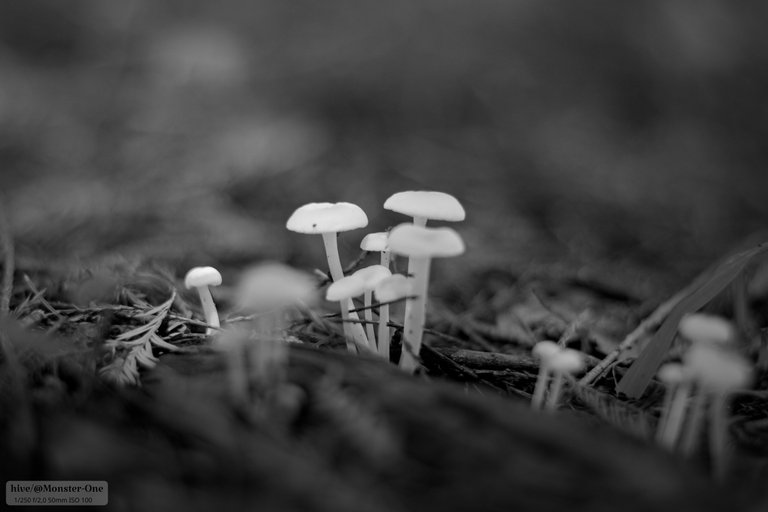 Monomad_hongos_0007.jpg