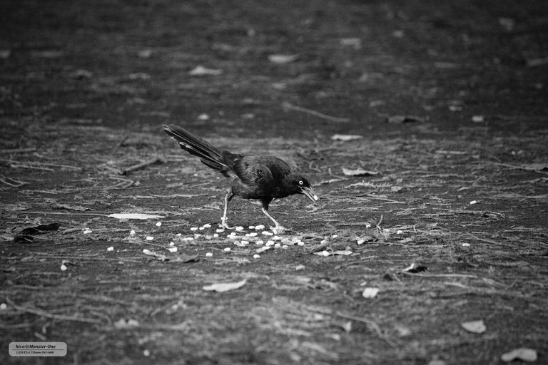 photofeed_bnw_0002.jpg