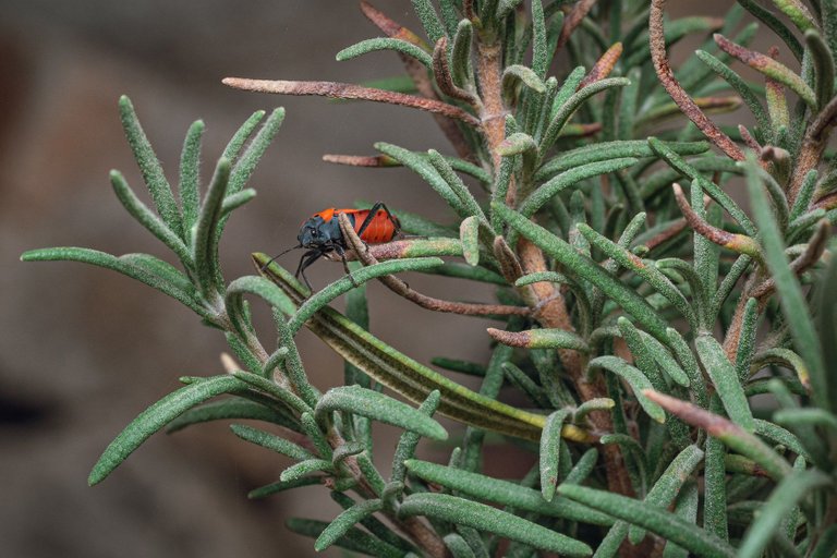 insecto romero-3.jpg