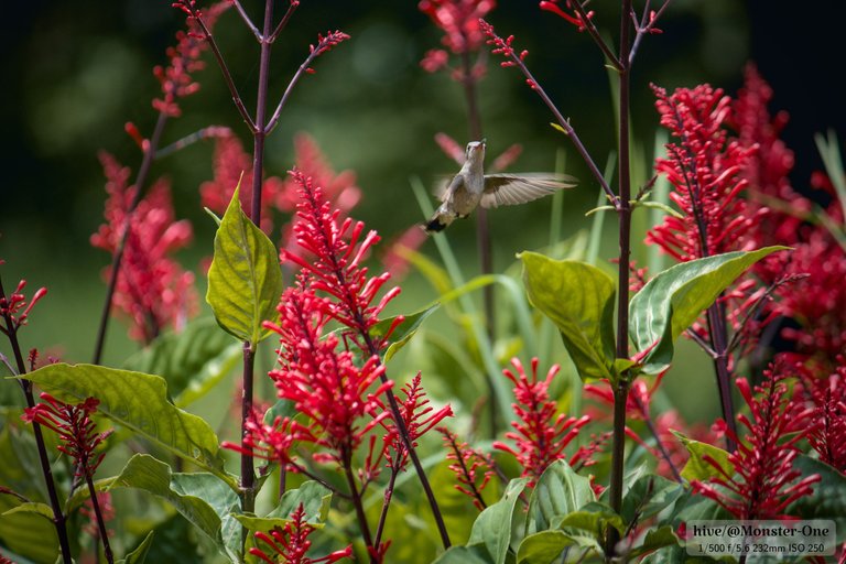 hummingbird_0006.jpg