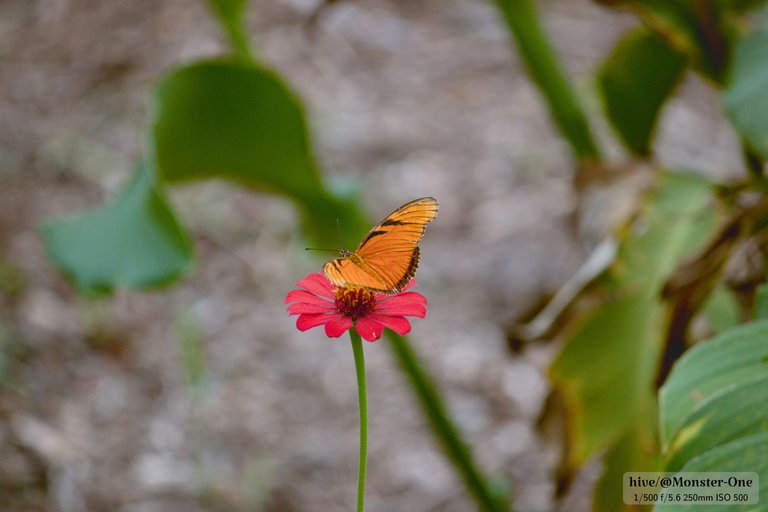 mariposas_0003.jpg