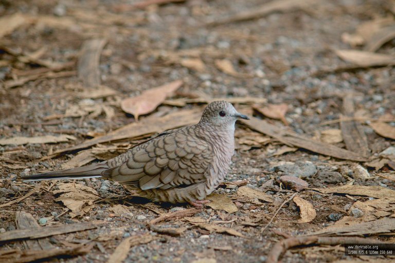 aves_en_alambre_0004.jpg