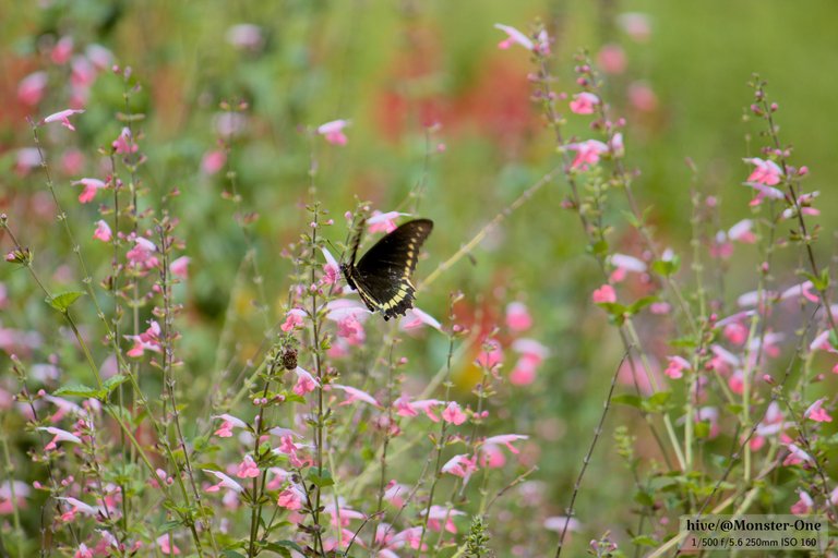 mariposas_0005.jpg