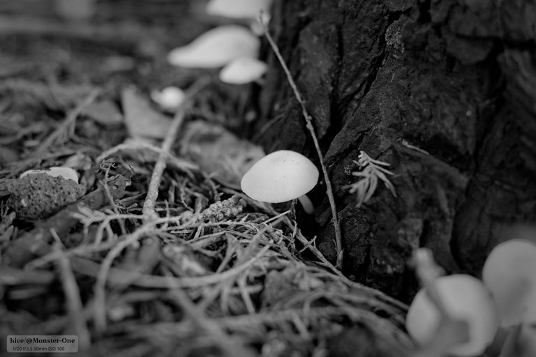 Monomad_hongos_0006.jpg