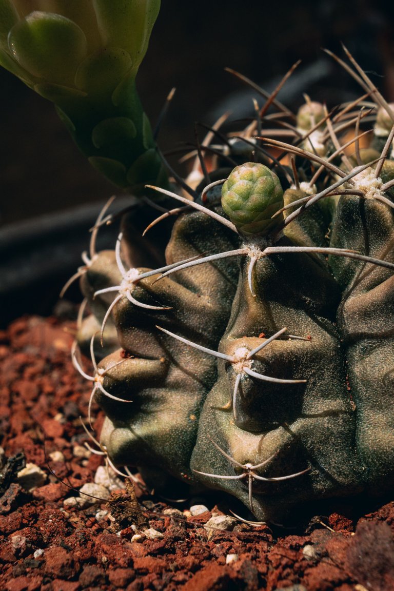 Cactus-13.jpg