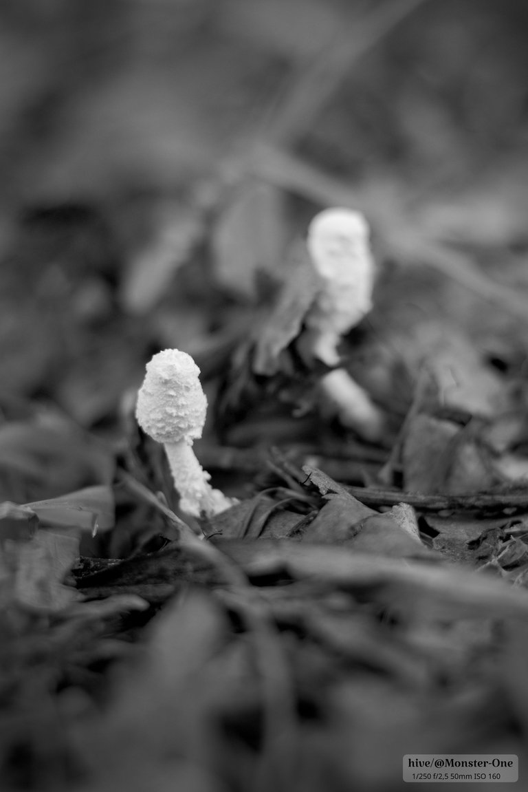 Monomad_hongos_0003.jpg