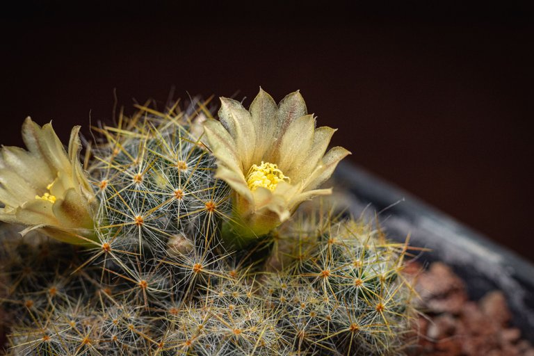 Mammillaria prolifera-8.JPG